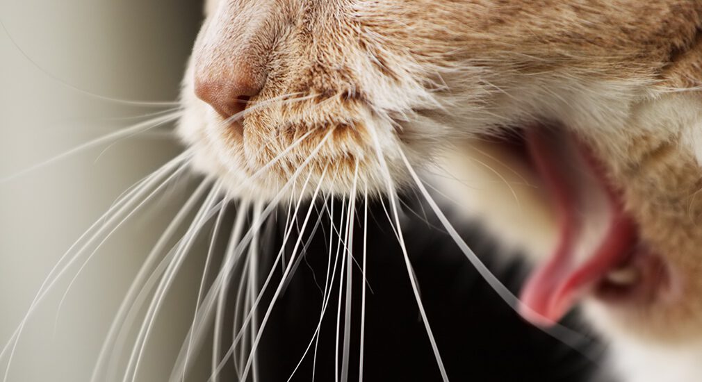 verkoper Kaal doos Problemen door haarballen bij katten - Total Bite